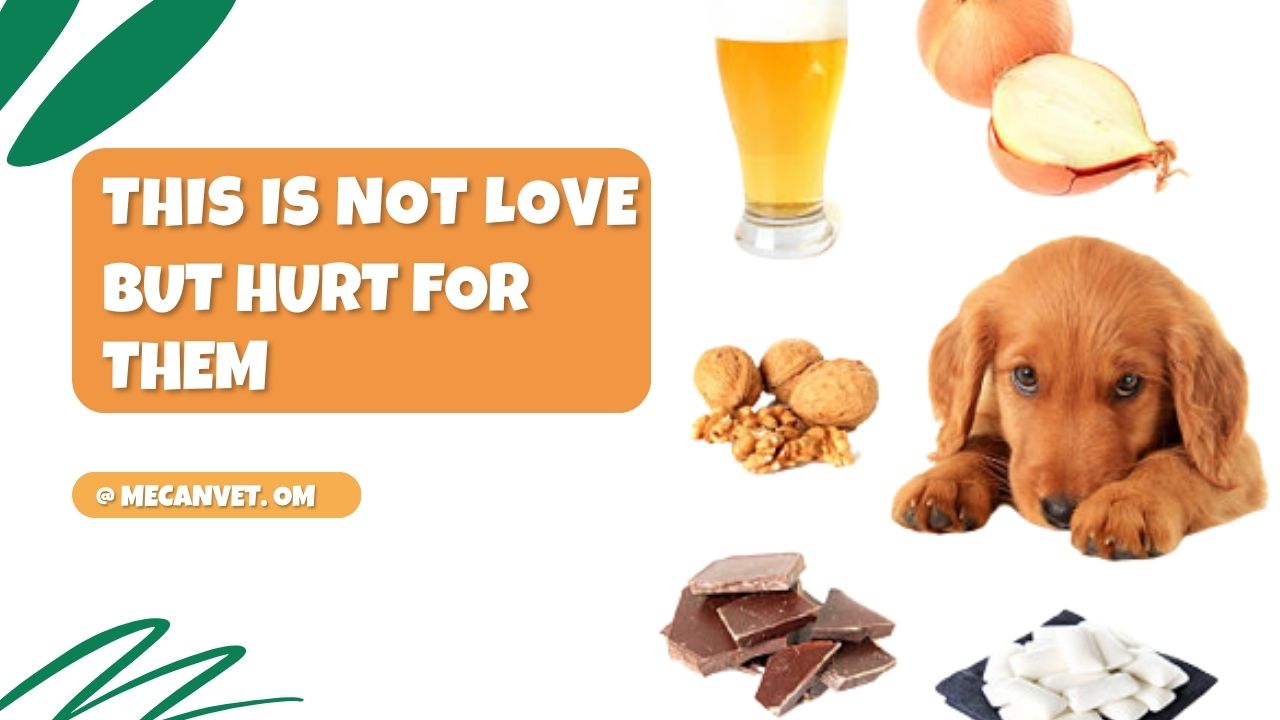 Busting Myths: What You Thought Was Good for Your Dog May Not Be